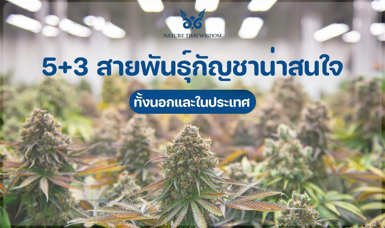 8 Strains of Cannabis