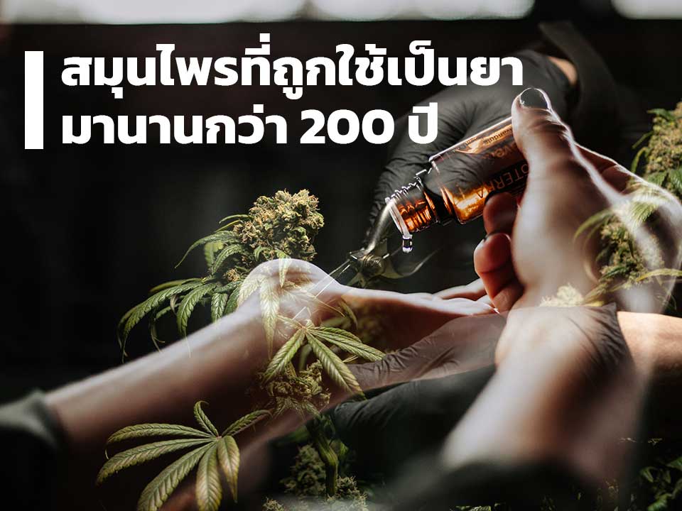 cannabis is one of the oldest medicinal plants.